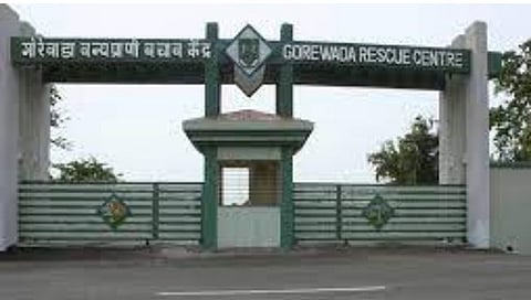 नागपूर : गोरेवाड्यात आफ्रिकन सफारीची घोषणा; चित्ता, जिराफ दिसणार