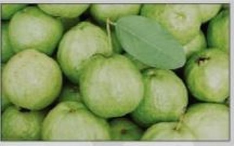 सांगली : पेरूची फोड ठरतेय गोड !; मिरज, आटपाडी तालुके लागवडीत आघाडीवर