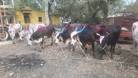 बीड : कत्तलीसाठी जनावरे घेऊन जाणाऱ्या टेम्पोसह ११ लाखांचा मुद्देमाल जप्त