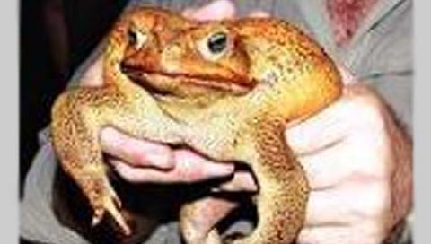 ऑस्ट्रेलियात सापडला फुटबॉलएवढा बेडूक