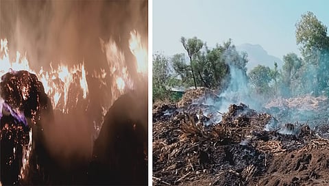 सटाणा: तालुक्यातील खमताणे येथे आगीत भस्मसात झालेला मक्याचा चारा. (छाया:सुरेश बच्छाव)