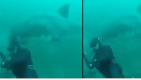 Viral video : ‘त्याची’ आणि शार्कची झाली टक्कर; शार्क चावणार इतक्यात…
