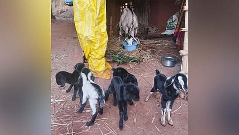 कोल्हापूर : ऐकावे ते नवलच; शेळीने जन्मला घातली चक्क पाच पिल्लं