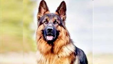 श्वान प्रजनन केंद्राची नोंदणी न केल्यास थेट कारवाई; पशुसंवर्धन विभागाचे सर्व जिल्ह्यांना आदेश