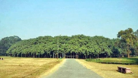 सर्वात मोठे वडाचे झाड