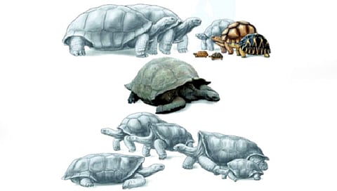 एक हजार वर्षांपूर्वी मादागास्करमध्ये होती विशाल कासवे