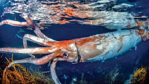 जपानजवळ आढळला 8 फूट लांबीचा स्क्वीड