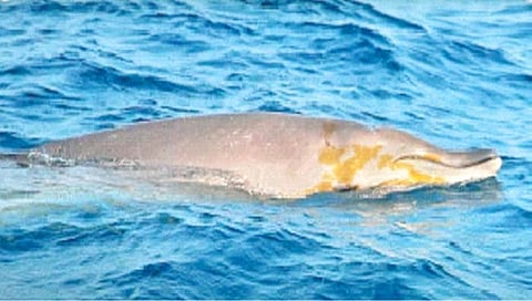 भारतीय समुद्रात प्रथमच ‘ब्लेनव्हीलेज बिकड व्हेल’चे दर्शन