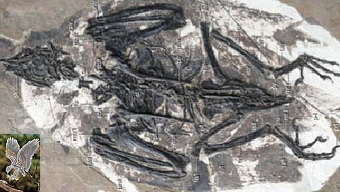 चीनमध्ये सापडले ‘टी-रेक्स’सारखे डोके असलेल्या पक्ष्याचे जीवाश्म