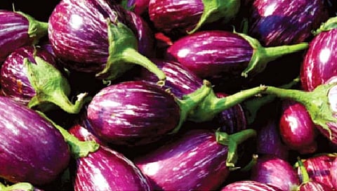 Brinjal : काय सांगता! वांगी खाल्ल्याने वजन घटते?