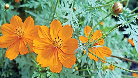 कॉसमॉस वनस्पतीने जैविकता धोक्यात!