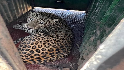 कळवण : ककाणे येथे विहिरीत पडलेल्या बिबट्याला जेरबंद करण्यात आले आहे. (छाया: बापू देवरे)