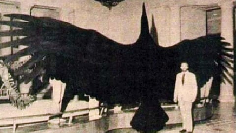 अर्जेंटिनामध्ये होता महाकाय पक्षी