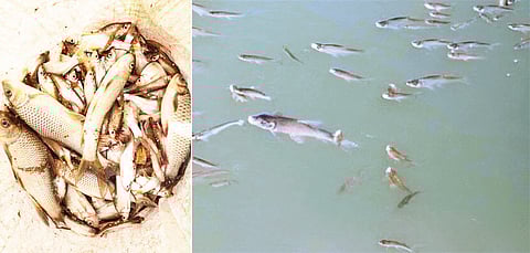 सांगली : कृष्णा नदीपात्रात मृत माशांचा खच