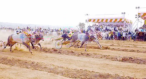 सासवड : भिवरीत खासदार केसरी बैलगाडा शर्यतींची रंगत