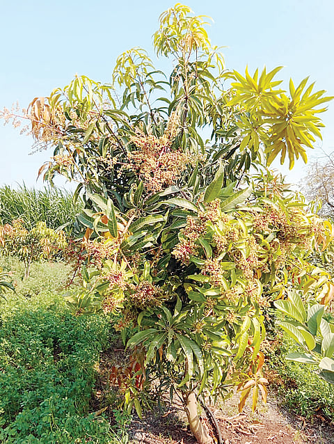 सेलू (छत्रपती संभाजीनगर)