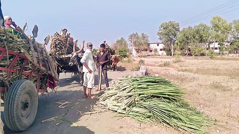 नगर : जिल्ह्याबाहेर चारा वाहतुकीला बंदी