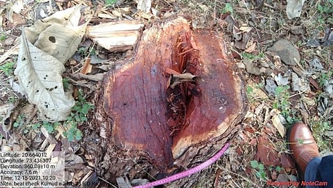 खैर लाकडाची तस्करी,www.pudhari.news