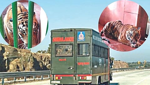 चंद्रपुरचे वाघ नाशिक मुक्कामी,www.pudhari.news