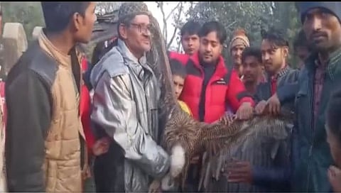 Rare Vulture : उत्तर प्रदेशातील कानपूरमध्ये सापडले दुर्मिळ प्रजातीचे पांढरे गिधाड (व्हिडिओ)