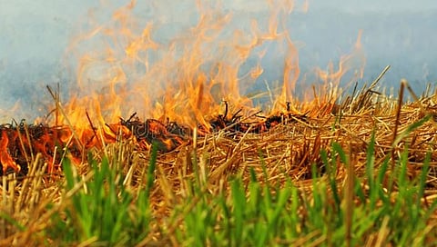 नाशिक : पूर्वनियोजित कट रचून ११ जणांनी एकाच्या शेतातील गव्हाचे पीक जाळलं