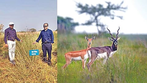 गवती कुरण लागवड,www.pudhari.news