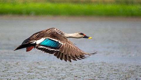 नांदूरमध्यमेश्वर अभयारण्य,www.pudhari.news