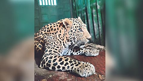 बिबट्याला जीवदान,www.pudhari.news