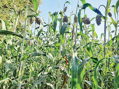 केंद्र, राज्य सरकारकडून शेतकर्यांची फसवणूक