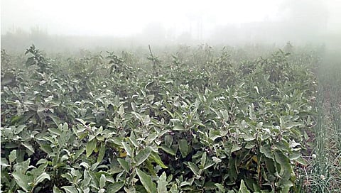 लासलगाव : शेती परिसरात पिकांवर पसरलेले धुके. (छाया: राकेश बोरा)