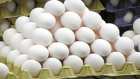 Egg Price