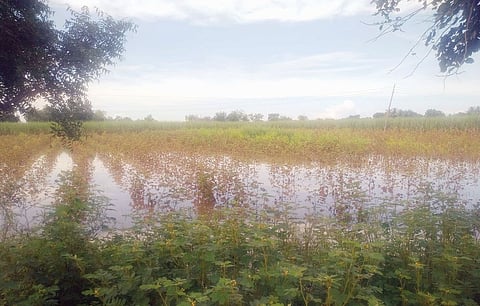 राज्य सरकारकडून दुर्लक्ष; अतिवृष्टी अनुदान अडकले लालफितीत