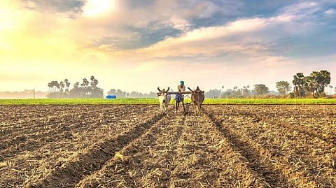 अहमदनगर तालुक्यात 85 टक्के पेरण्या