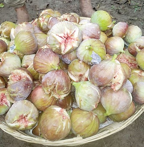 वाल्हे :अंजीर बागांना थंडीचा फटका; ढगाळ हवामानाचा फटका