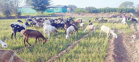 कांदारोपांवर शेळ्या-मेंढ्यांचा ताव