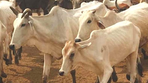Illegal Animal Slaughter Case Satara