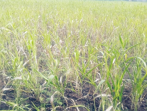 उंडवडी : दूषित हवामानामुळे ज्वारी पिकावरही करपा