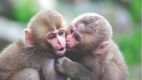 अजबच..! पहिला किस कोठे आणि कोणी घेतला? नवीन संशोधनात आली ही माहिती समोर