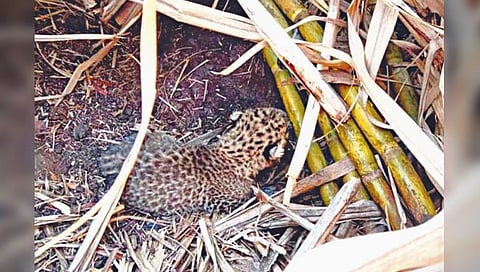 मंचर : उसाची तोडणी चालू असताना आढळली बिबट्याची चार पिल्ले