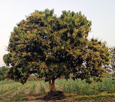 इंदापुरात आंब्याच्या झाडांना समाधानकारक मोहोर !
