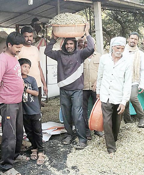 दूध उत्पादक शेतकर्यांना मुरघास ठरतोय वरदान; मुरघास तयार करण्याकडे शेतकर्यांचा कल
