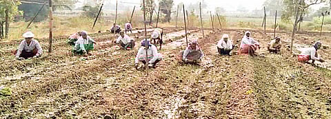 आंबेगाव तालुक्यात कांदा लागवड रखडली; वीज कर्मचारी संपाचा शेतकर्यांना फटका