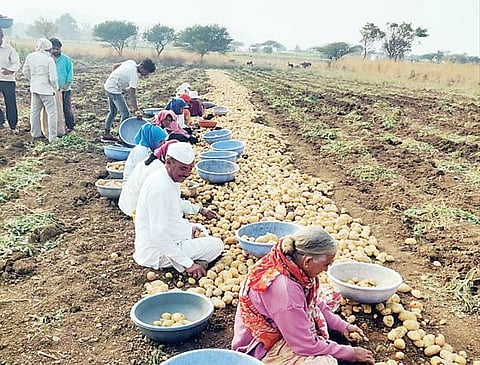 बटाटा काढणी अंतिम टप्प्यात; बाजार भावातील घसरण, शेतकरीवर्गात नाराजी