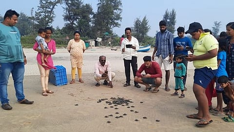 सिंधुदुर्ग : आचरा समुद्रात ऑलिव्ह रिडले कासवांच्या ७५ पिल्लांना समुद्रार्पण