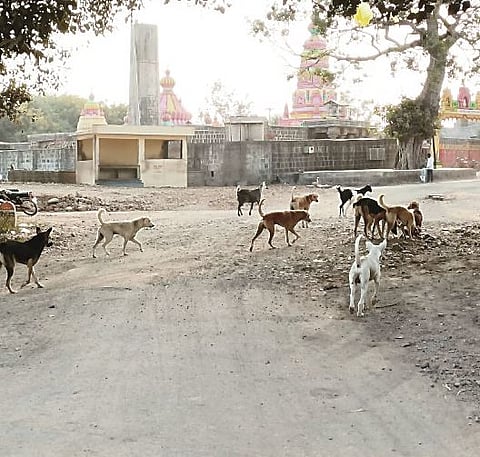 उंडवडी : भटक्या कुत्र्यांच्या उच्छाद पाळीव जनावरे, नागरिकांवर हल्ले