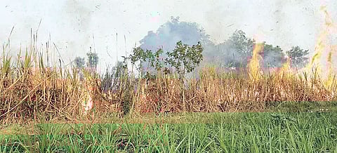 वाल्हे : तोडणीआधीच मजूर करताहेत उसाची होळी; वजनात एकरी 5 ते 6 टन शेतकर्यांचे नुकसान