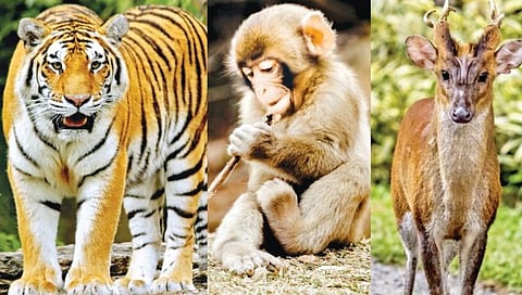 गोवा : ‘बोंडला’च्या मास्टरप्लॅनला केंद्राची मान्यता