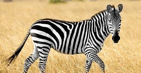 झेब्रा शोधमोहीम आता सातासमुद्रापार, कात्रज प्राणिसंग्रहालय : आंतरराष्ट्रीय कंपनीला देणार टेंडर