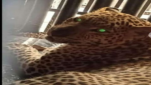 देवळाली कॅम्प : येथे जेरबंद करण्यात आलेला बिबट्या.