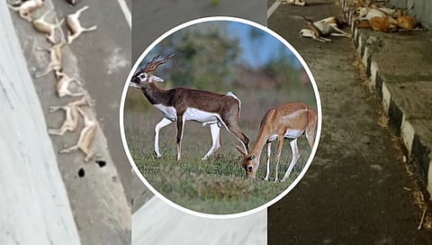 सोलापूर : महामार्गावरील उड्डाण पुलावरून कोसळून १२ काळविटांचा दुर्दैवी मृत्यू